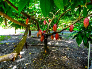 ripe fruits of a cocoa tree