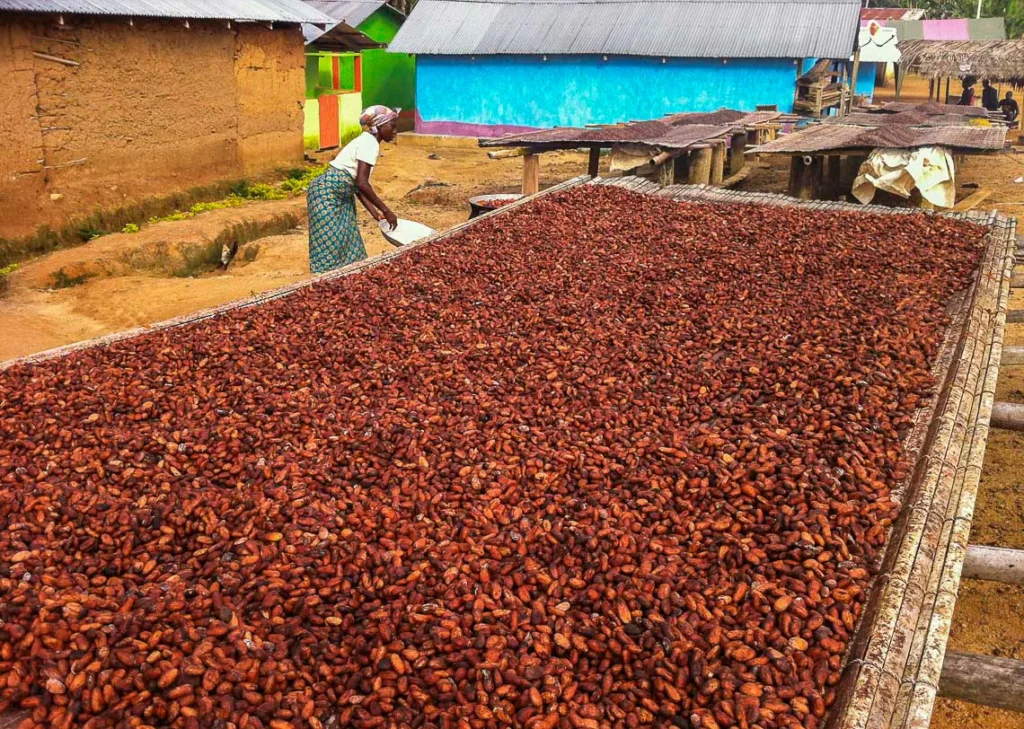 worker cocoa beans sun ghana africa central